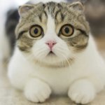 Karen